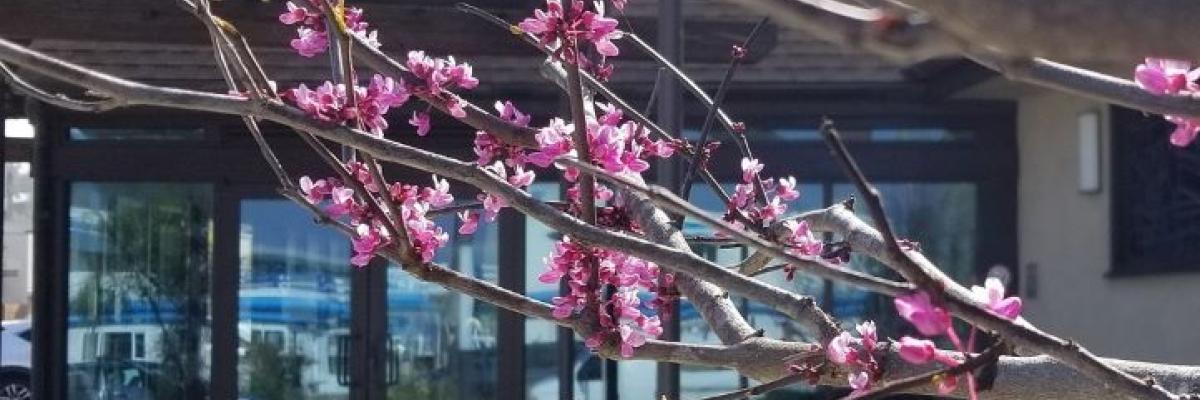 St Peters by the Sea - Tree Blossom